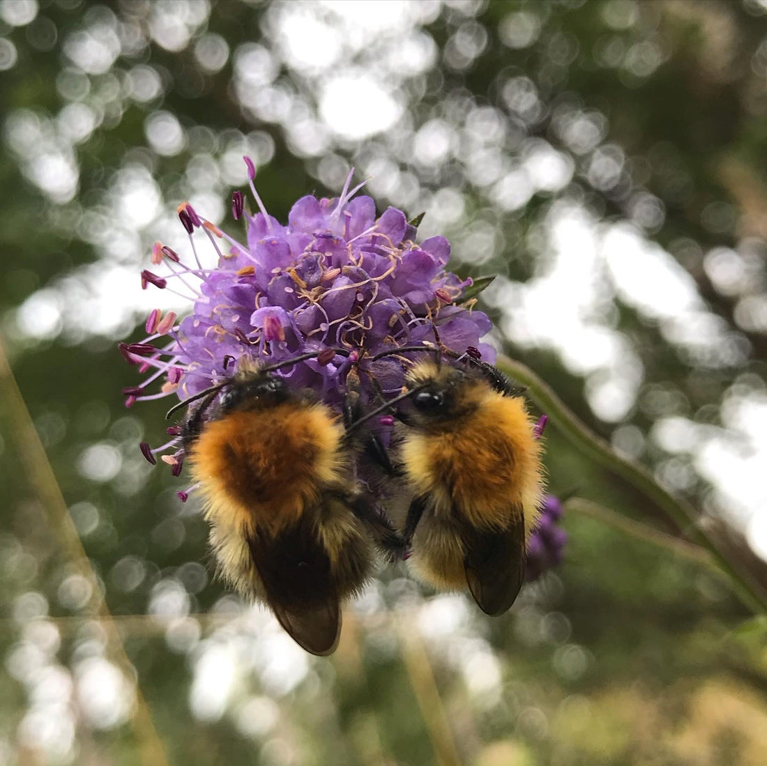 Two carder bumblebees on scabious flower - say no to neonics
