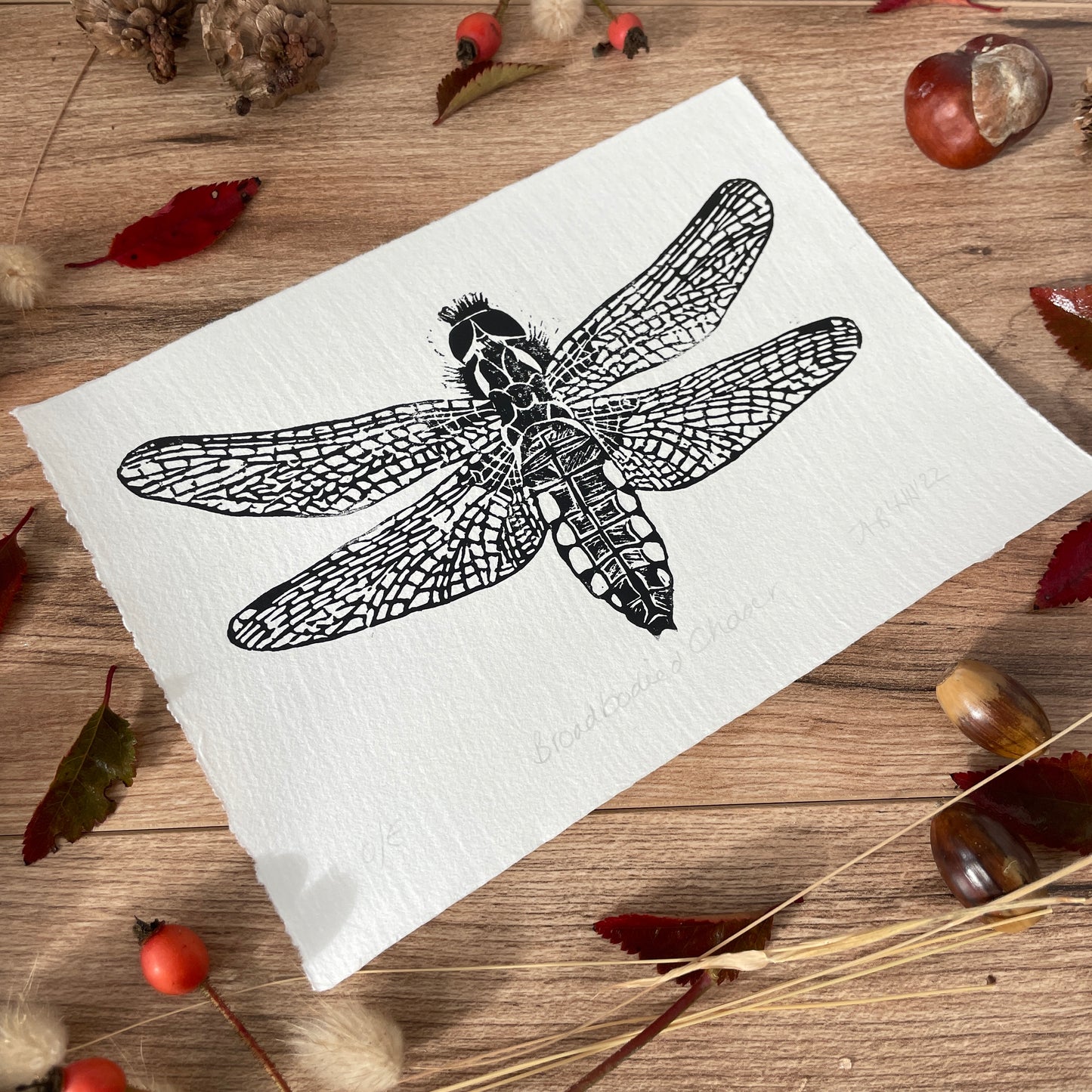 Female Broad Bodied Chaser Dragonfly original Linocut insect print