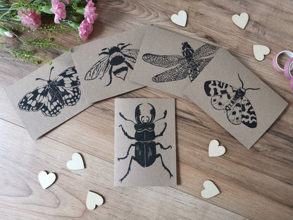 5 pack insect greeting card