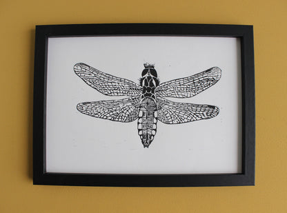 Female Broad Bodied Chaser Dragonfly original Linocut insect print
