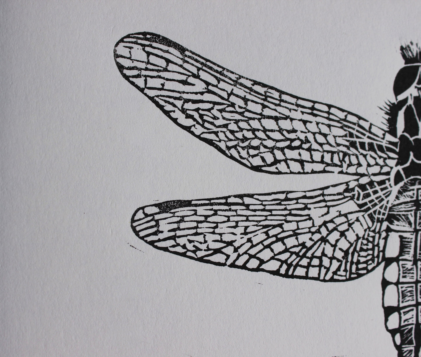 Female Broad Bodied Chaser Dragonfly original Linocut insect print