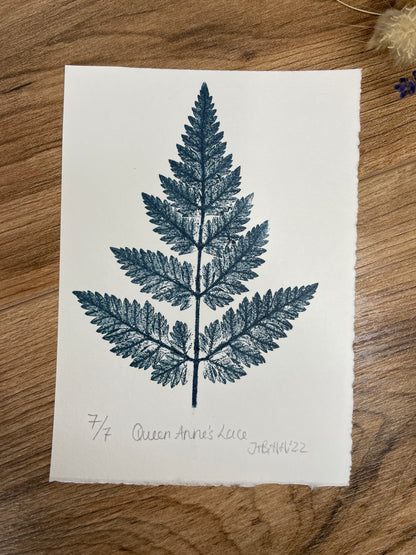 Queen Anne's lace limited edition botanical print