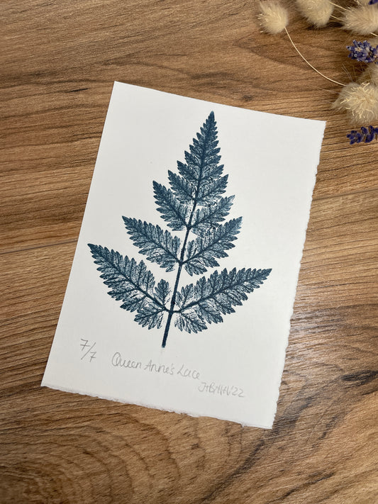 Queen Anne's lace limited edition botanical print