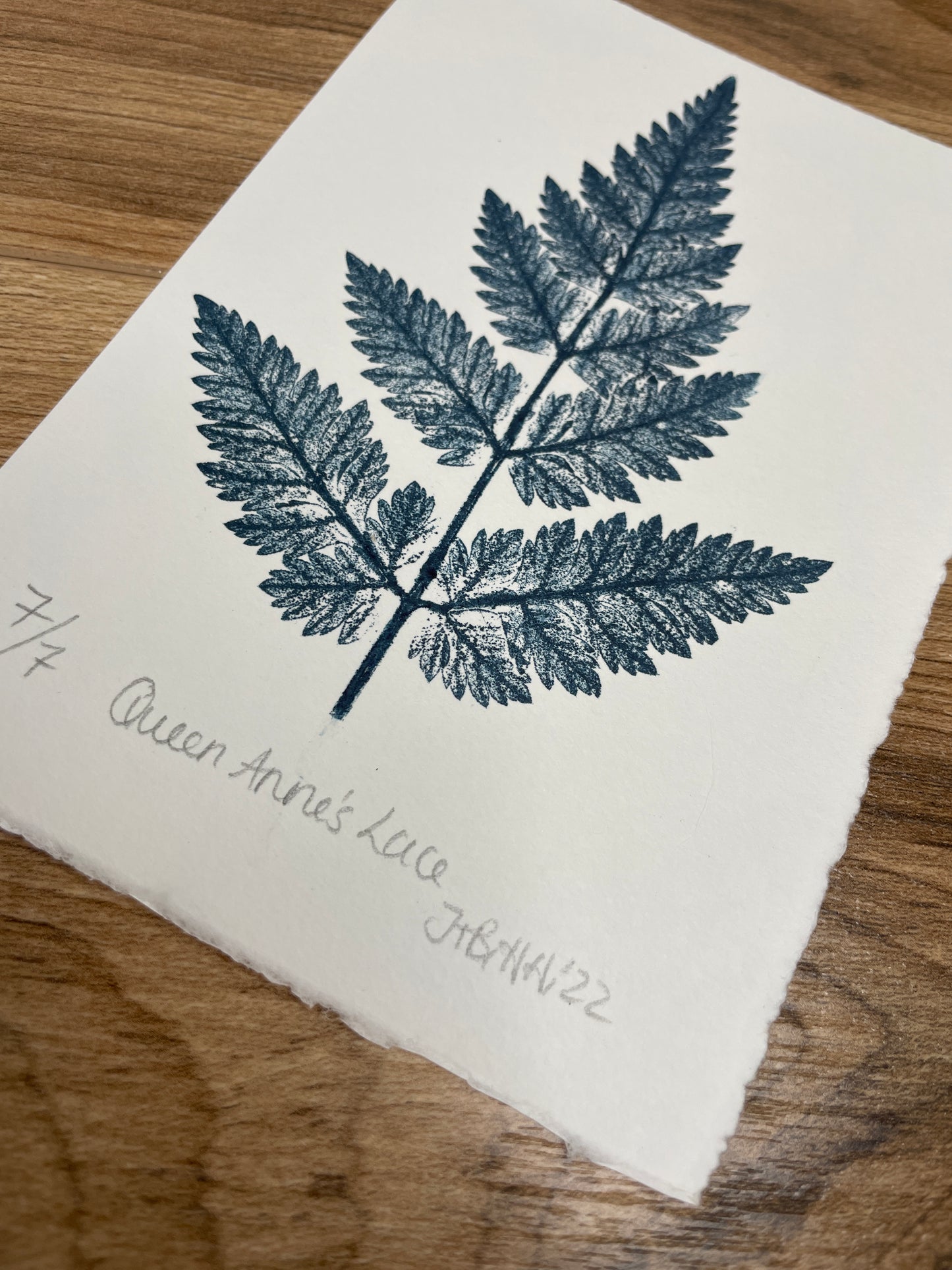 Queen Anne's lace limited edition botanical print