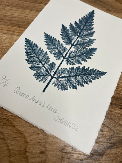 Queen Anne's lace limited edition botanical print