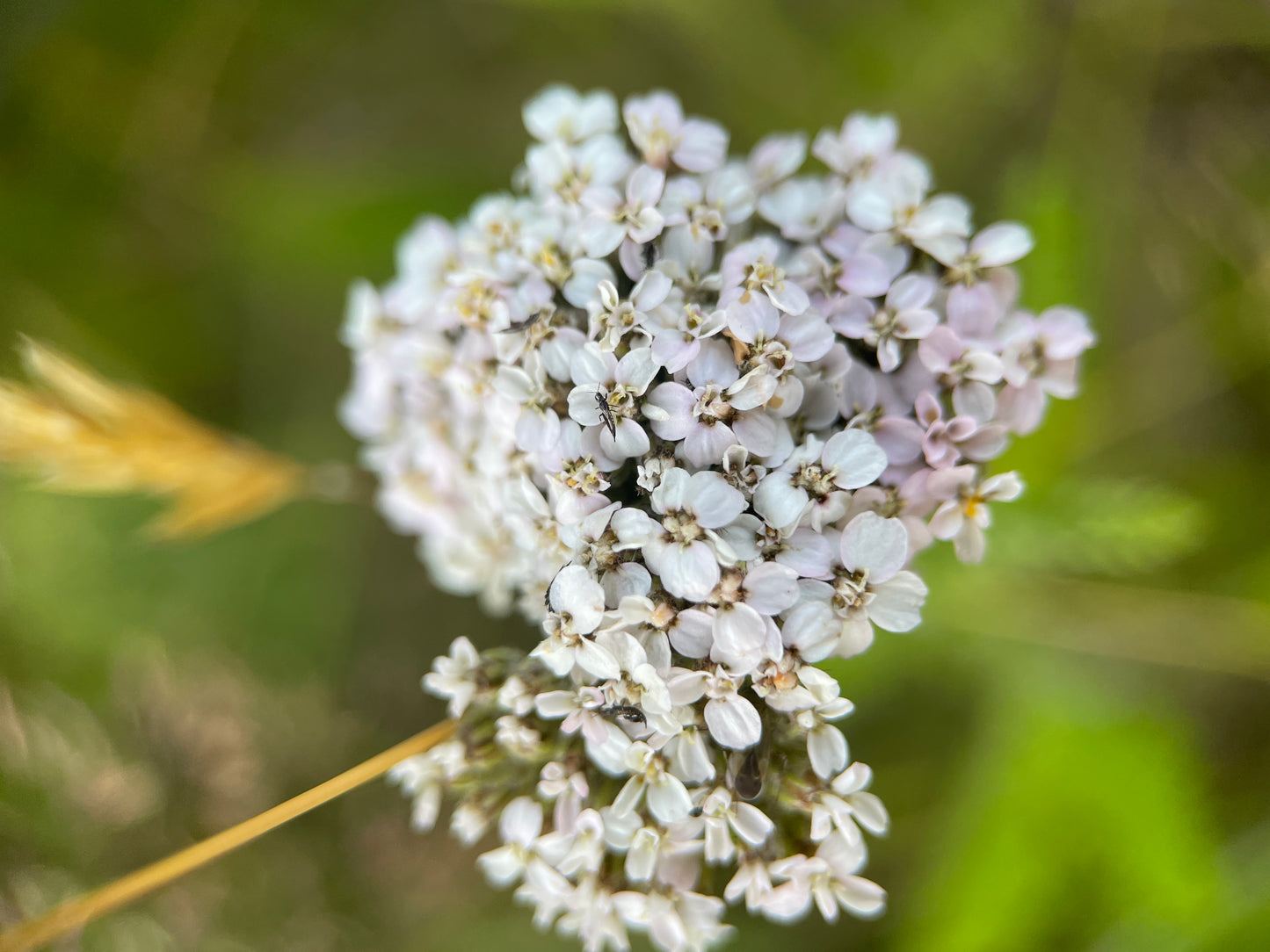Wildflower Seeds - nature friendly wedding favours and thank you gifts!