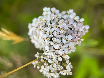 Wildflower Seeds - nature friendly wedding favours and thank you gifts!