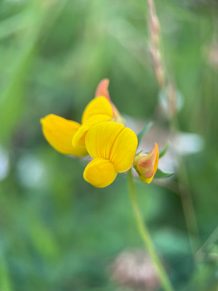 Wildflower Seeds - nature friendly wedding favours and thank you gifts!